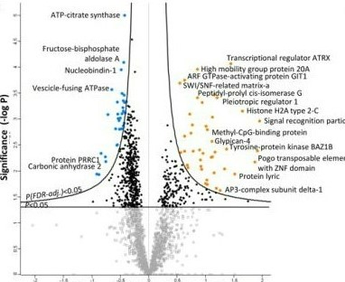 Mass spectrometry reaveals a cluster of areas in the fetal brain targeted by FASD